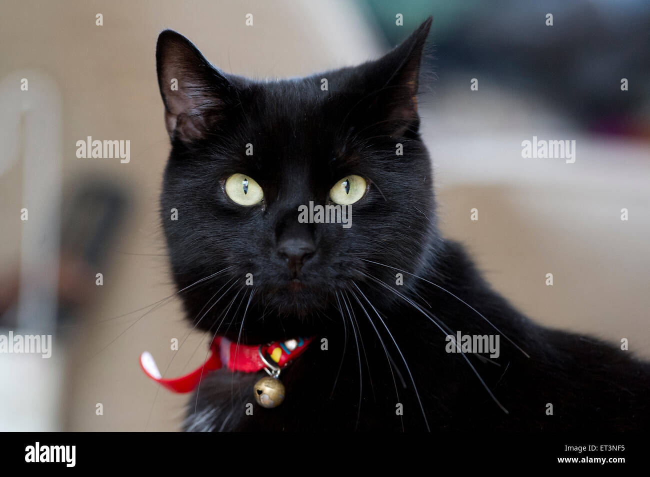 Un chat noir aux cheveux courts Britannique Banque D'Images