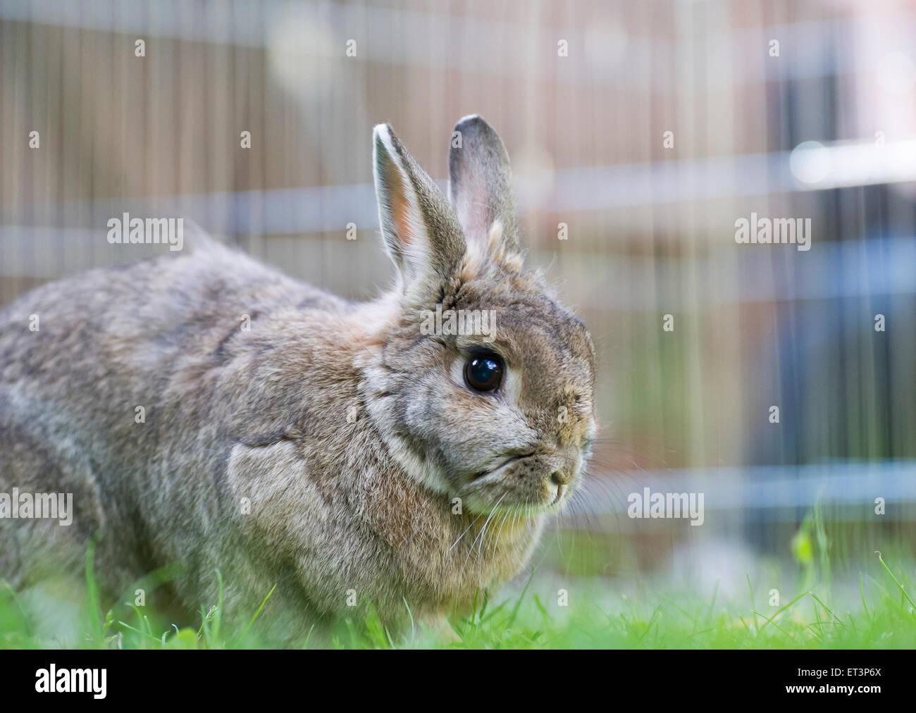 Un lapin dans un jardin. Banque D'Images