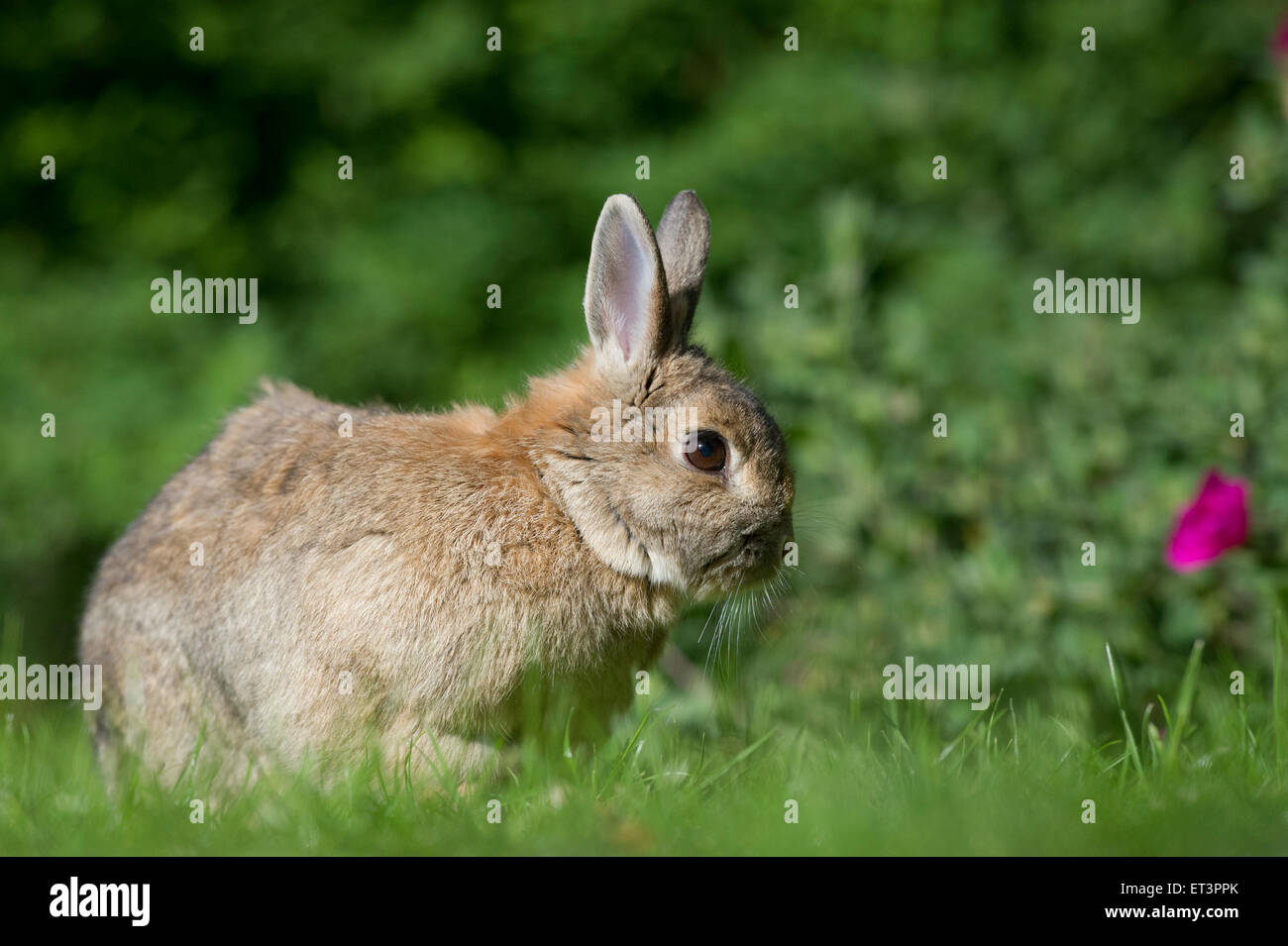 Un lapin dans un jardin. Banque D'Images