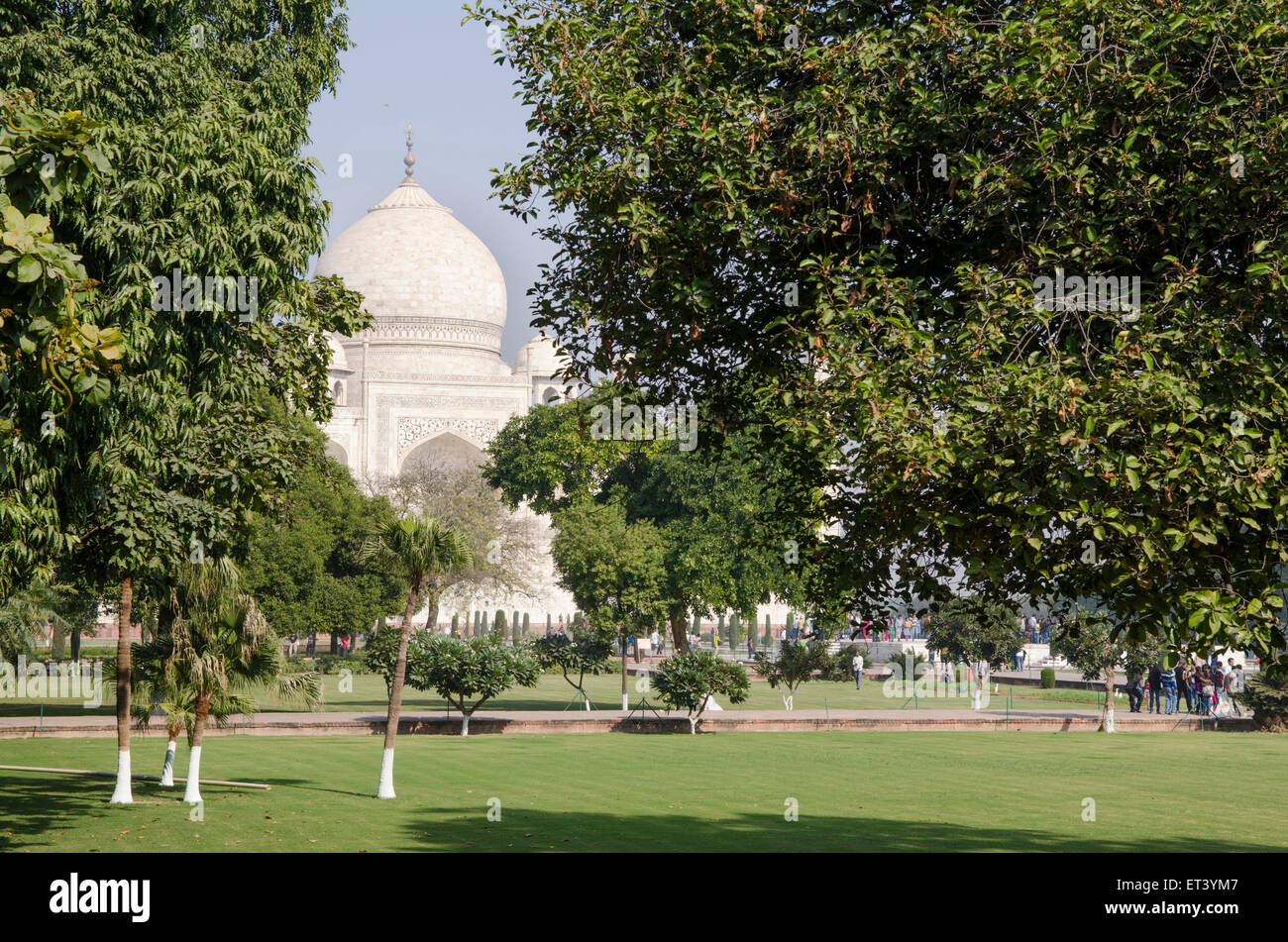 Taj Mahal vu à travers les arbres de la lagre gardens Banque D'Images