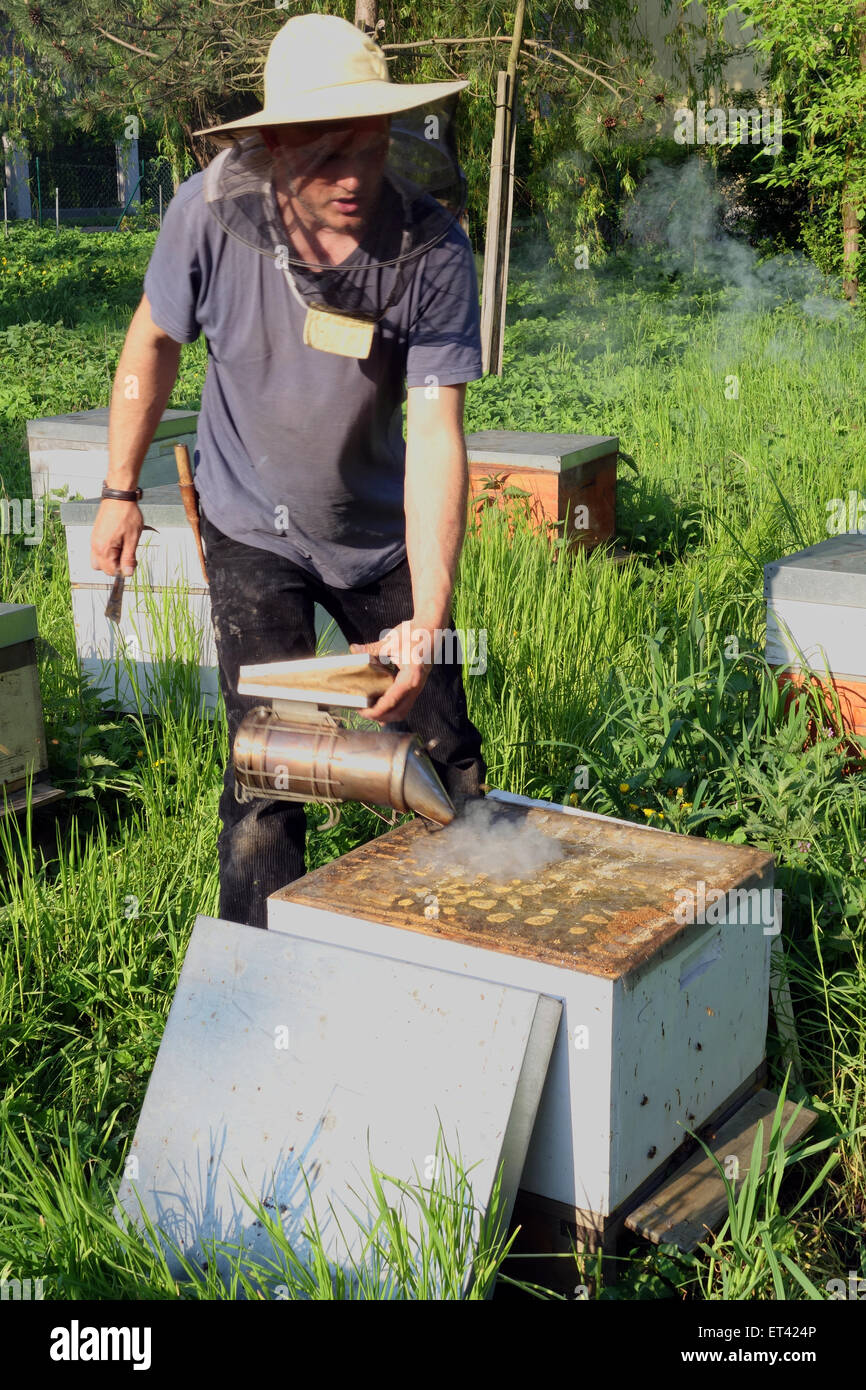 Berlin, Allemagne, les apiculteurs professionnels souffle avant le contrôle d'une colonie d'abeilles avec un fumeur de fumée dans la ruche Banque D'Images