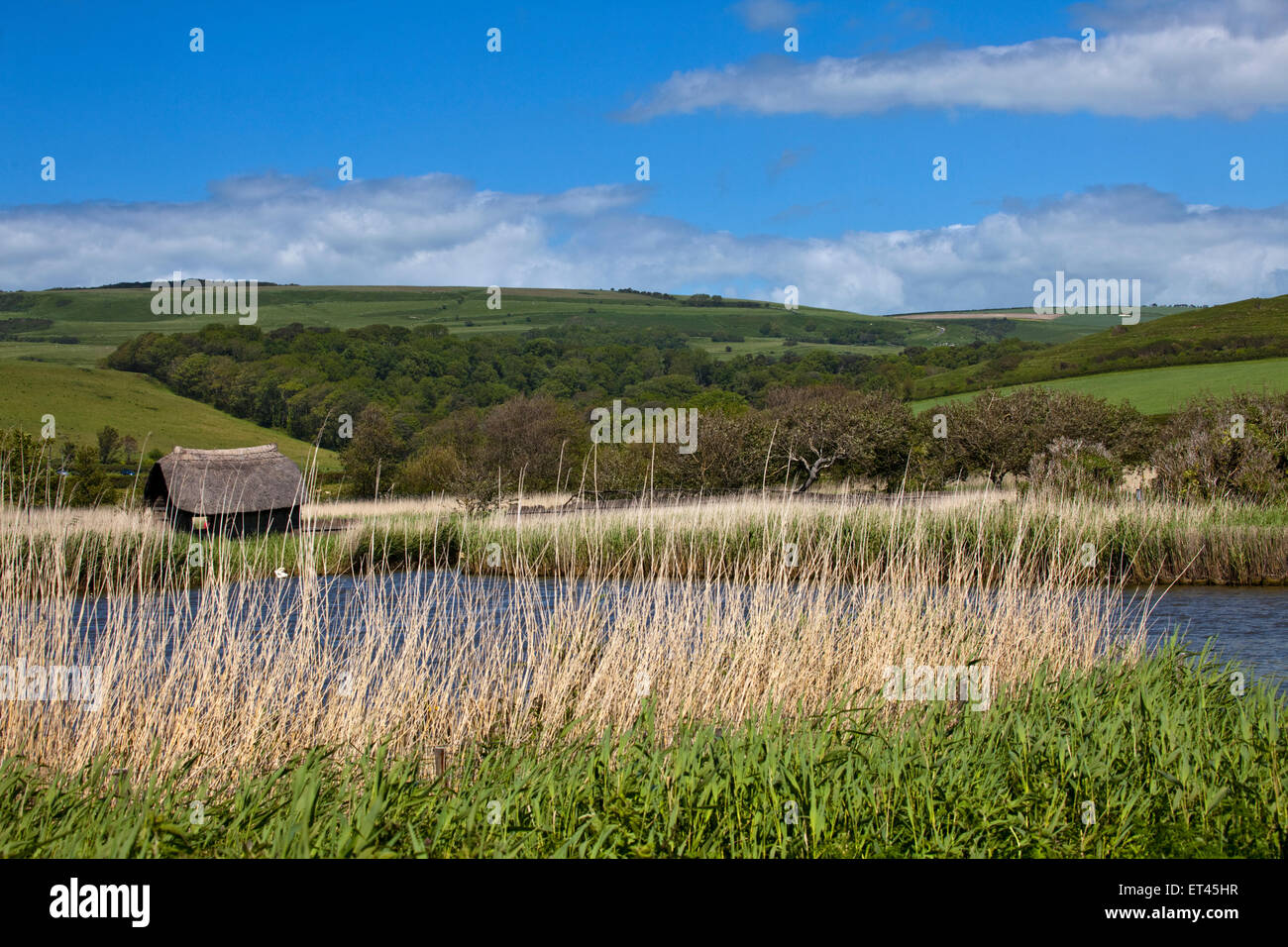 Abbotsbury Swannery, Dorset, Angleterre Banque D'Images