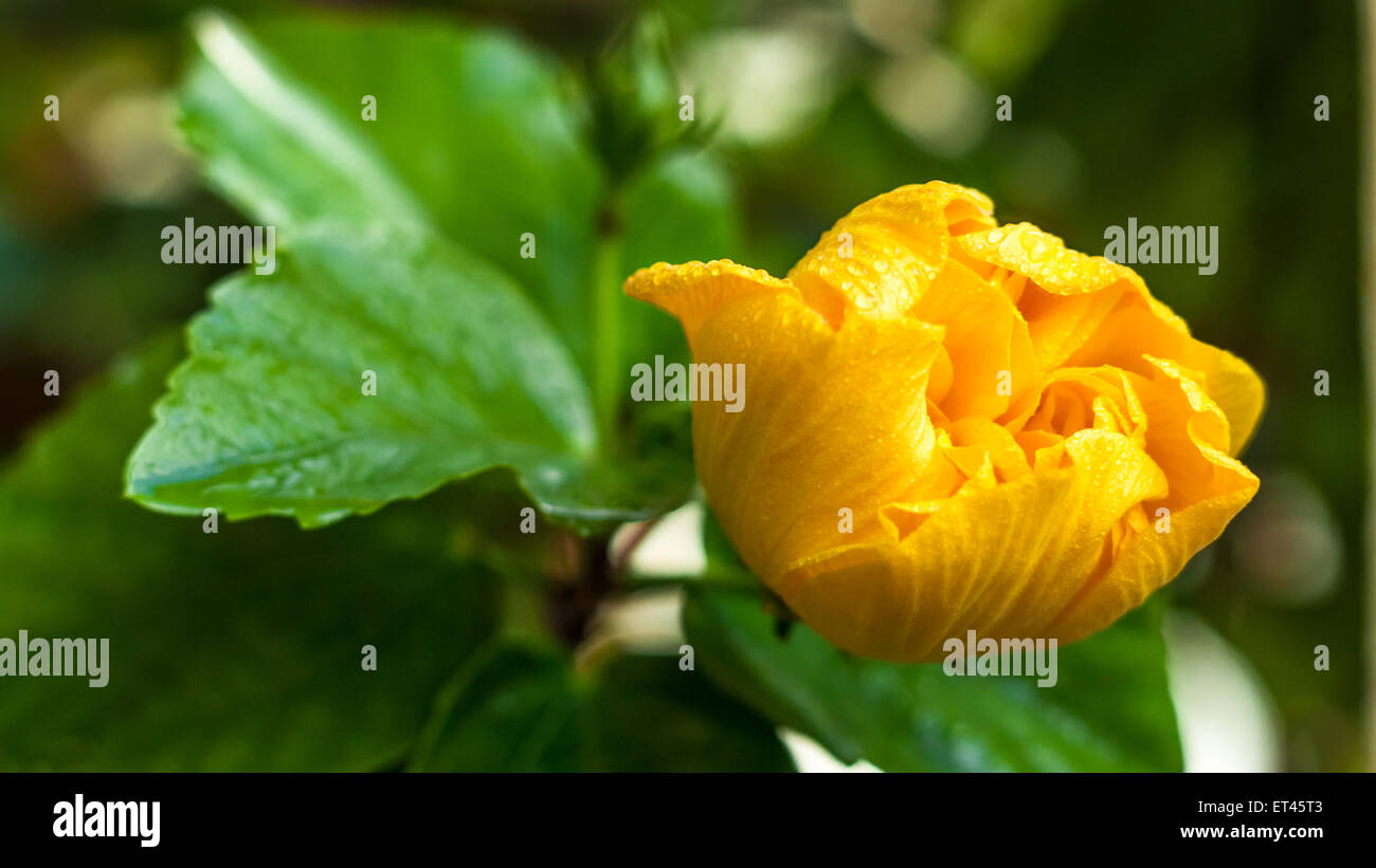 Fleur d'hibiscus jaune Banque D'Images