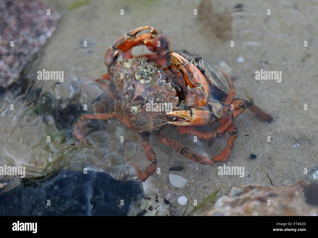 Liste, l'Allemagne, les crabes plage commune se battre les uns avec les autres Banque D'Images