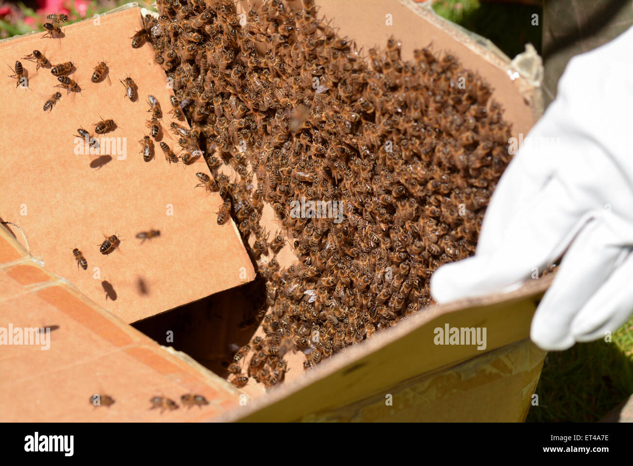 L'apiculteur de la capture d'un essaim d'abeilles dans une boîte en carton Banque D'Images
