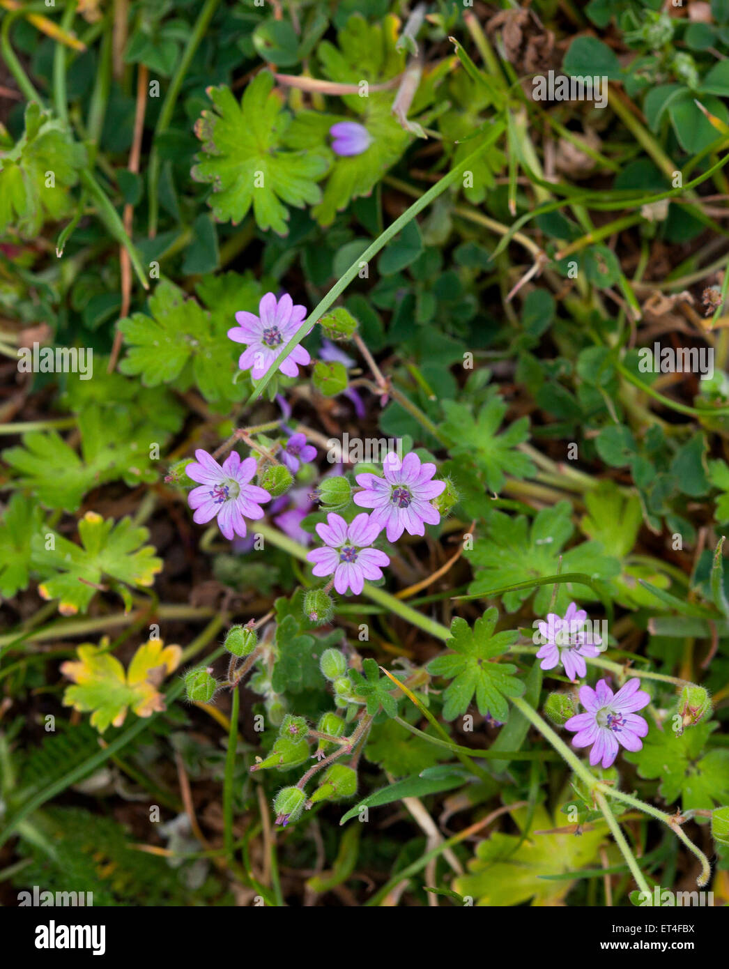 Le pied de Dove, géranium sanguin, de fleurs sauvages Geranium molle L Banque D'Images