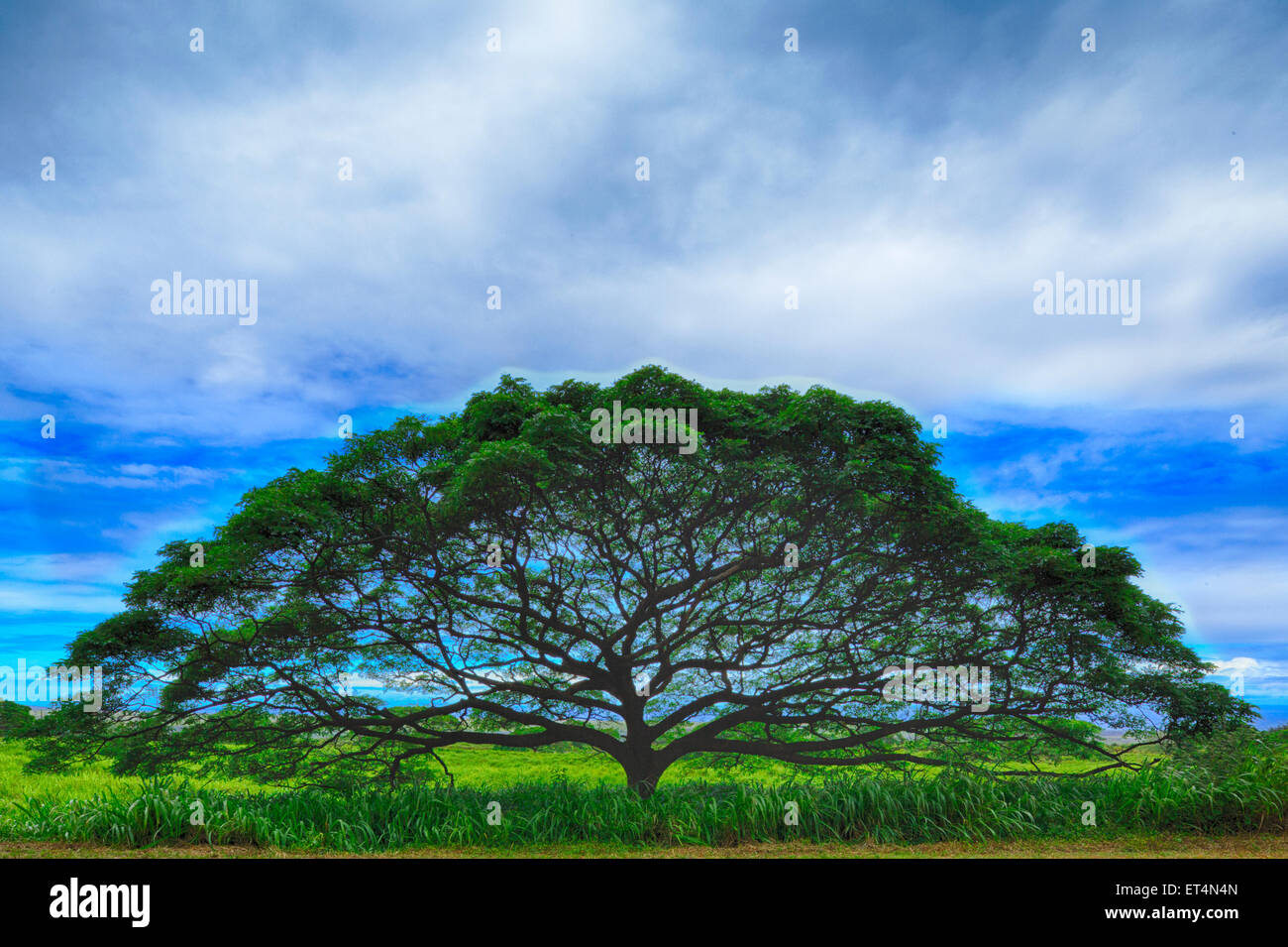 Image HDR de monkey pod tree in Pahala, Hawaii. Banque D'Images