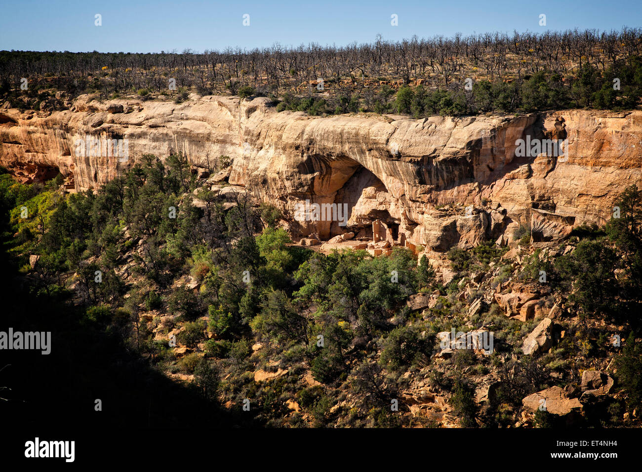 Ruines Anasazi sont intégrés dans les murs de la vallée de cisaillement dans le Parc National de Mesa Verde. Banque D'Images
