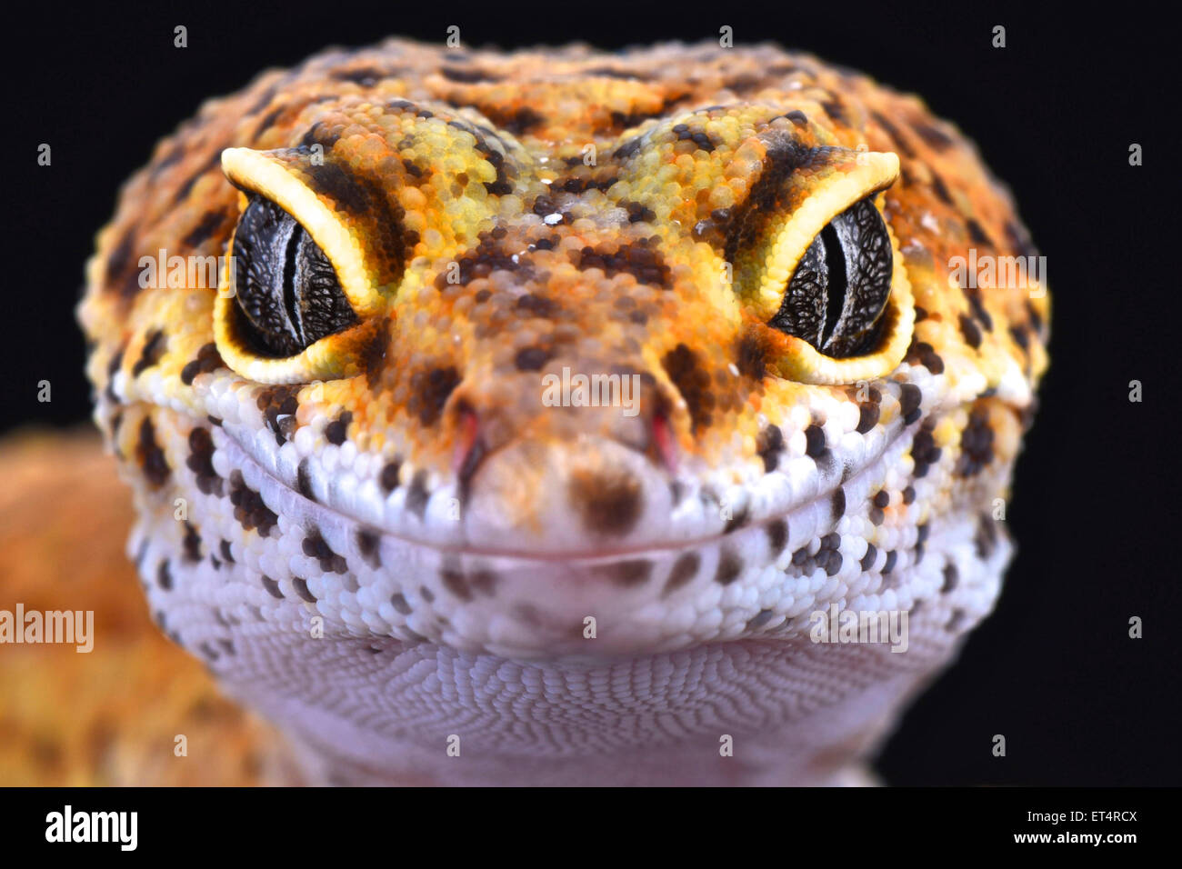 Le gecko léopard (Eublepharis macularius) Banque D'Images