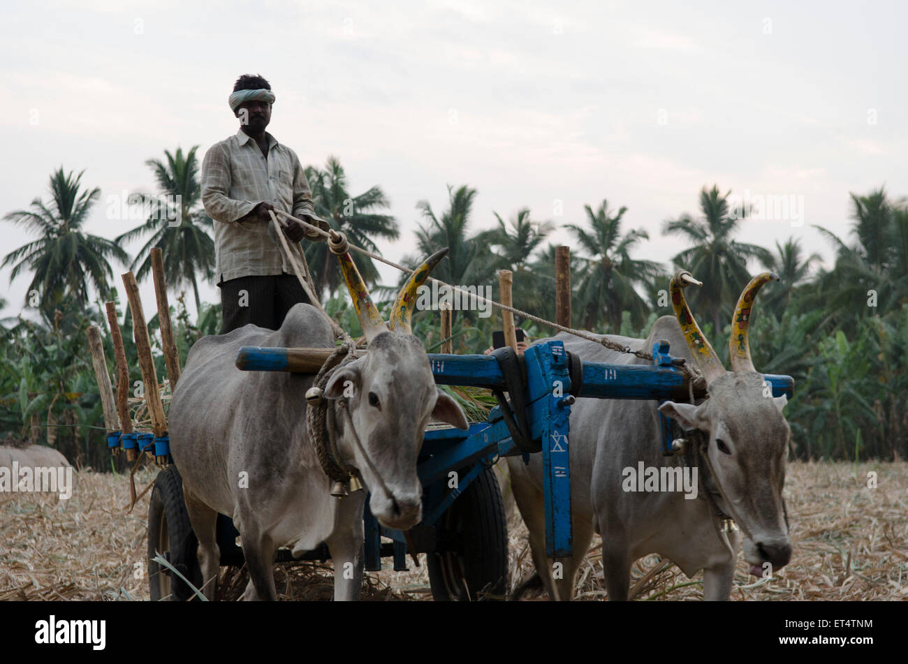 Un travailleur agricole indien conduit un panier et les bœufs lors de la récolte de la canne à sucre dans la région de Hampi, Inde Banque D'Images