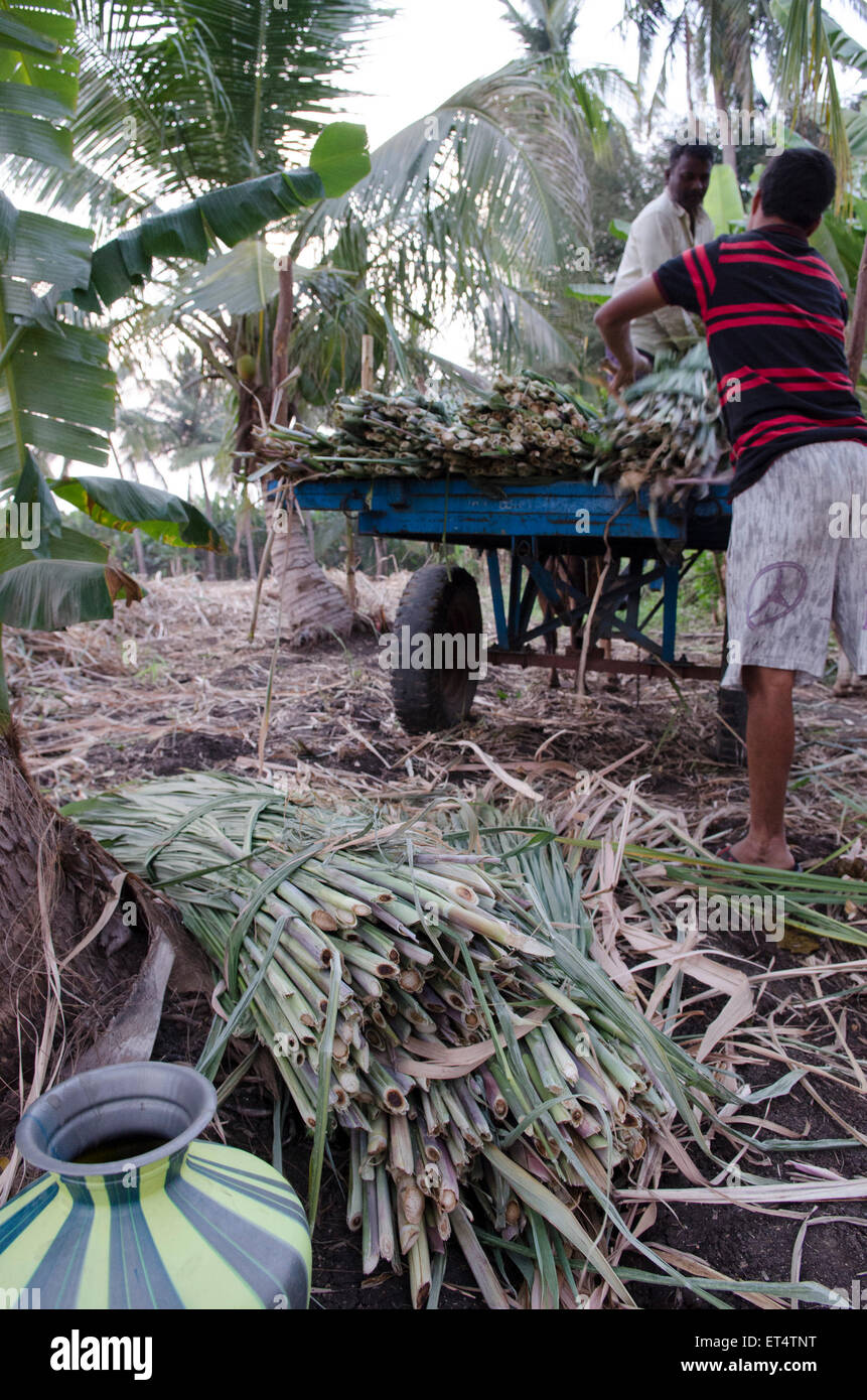 Les hommes charger un panier pour le transport lors de la récolte de la canne à sucre dans la région de Hampi, Inde Banque D'Images