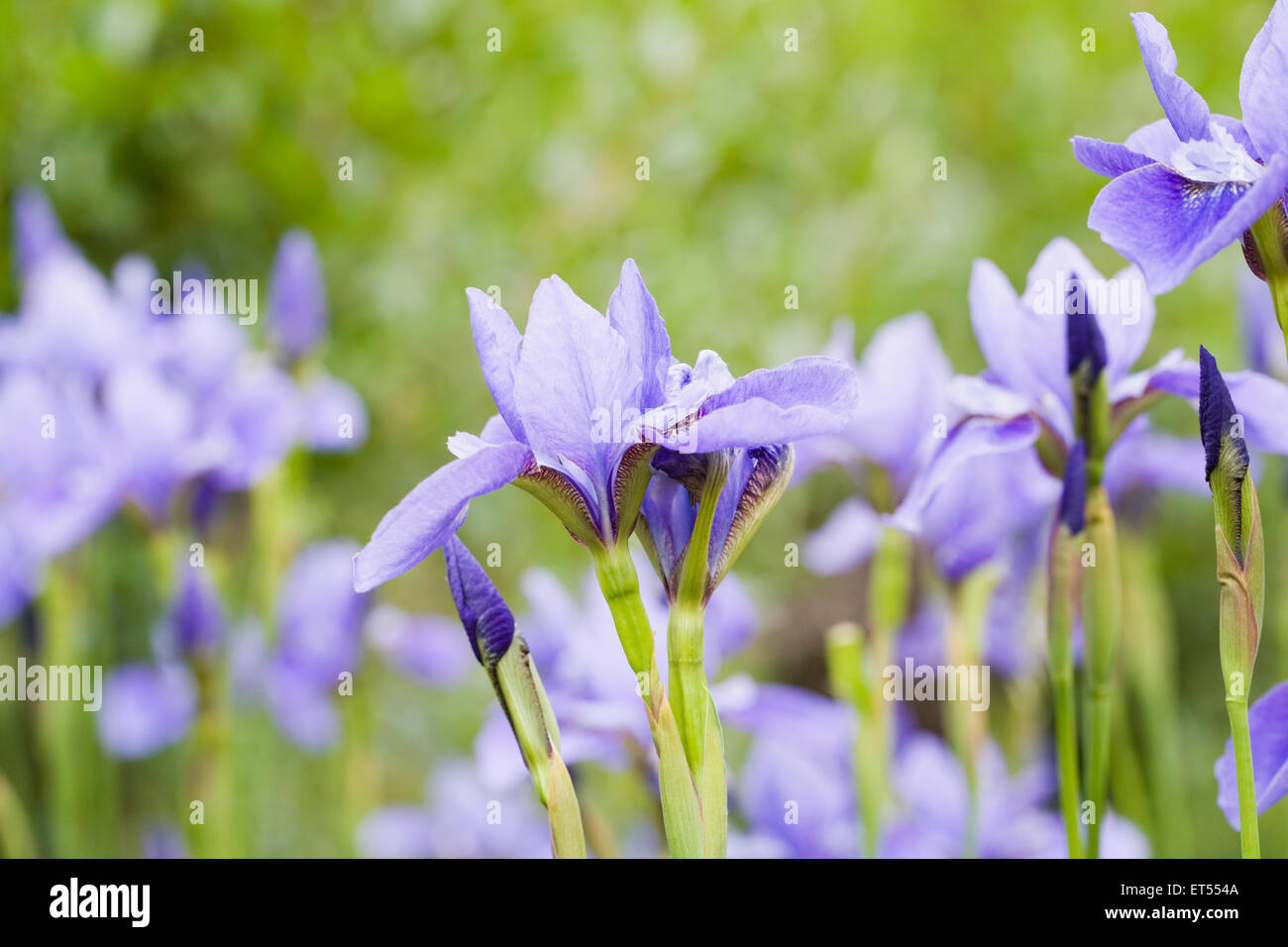 Iris sibirica 'Sea Shadows' fleurs. Banque D'Images