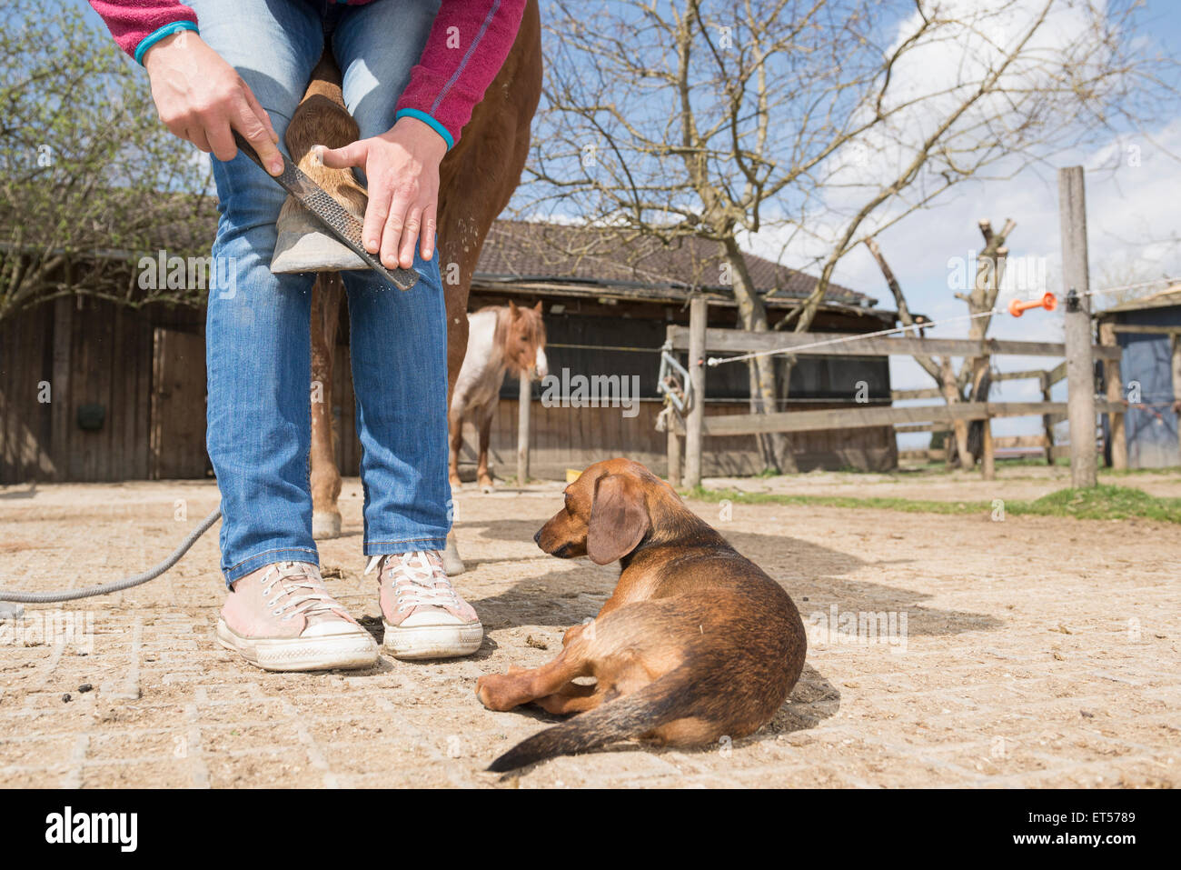 Femme sabot du cheval à manucure ferme, Bavière, Allemagne Banque D'Images