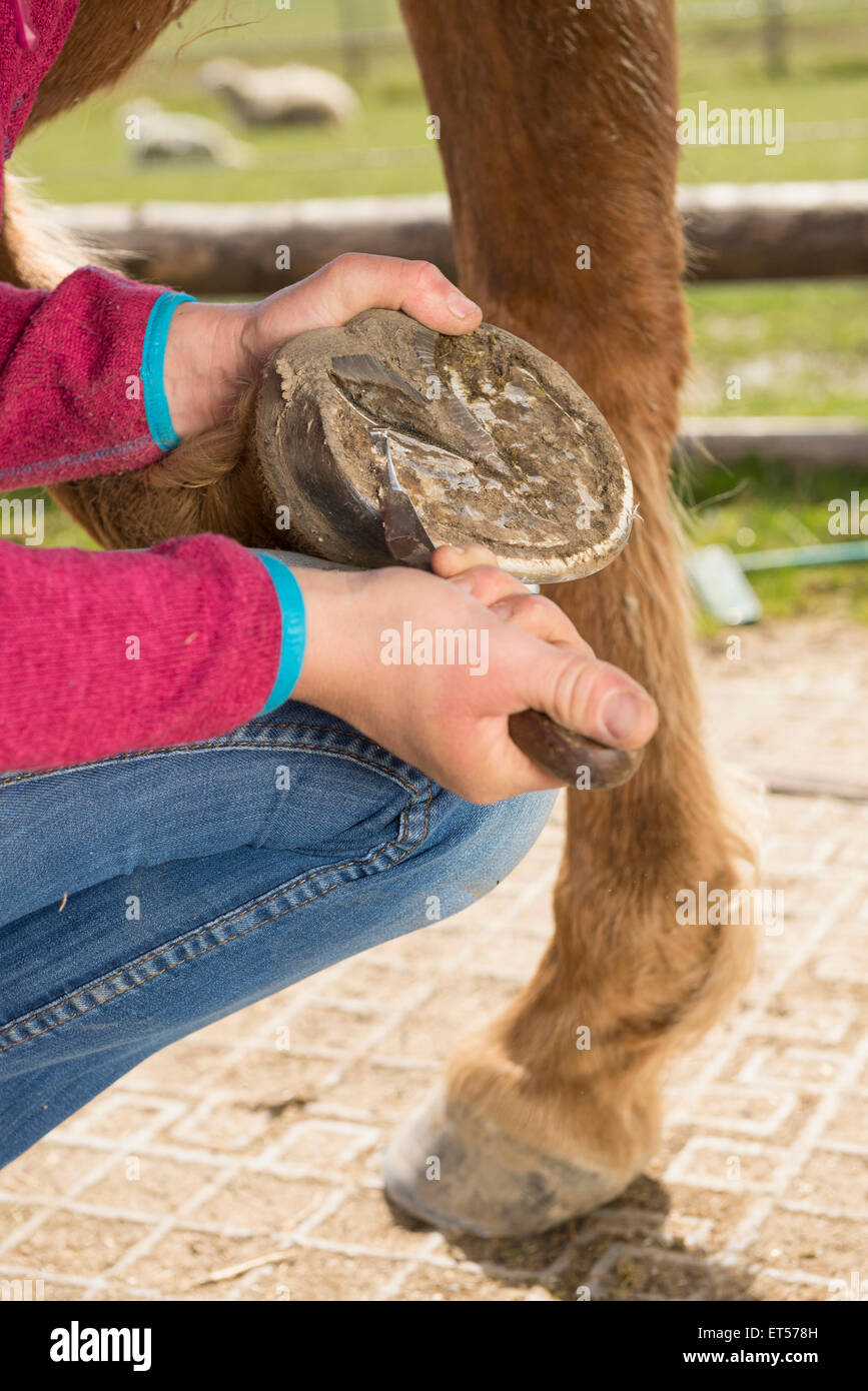 Femme en train de nettoyer le sabot du cheval Bavaria Allemagne Banque D'Images
