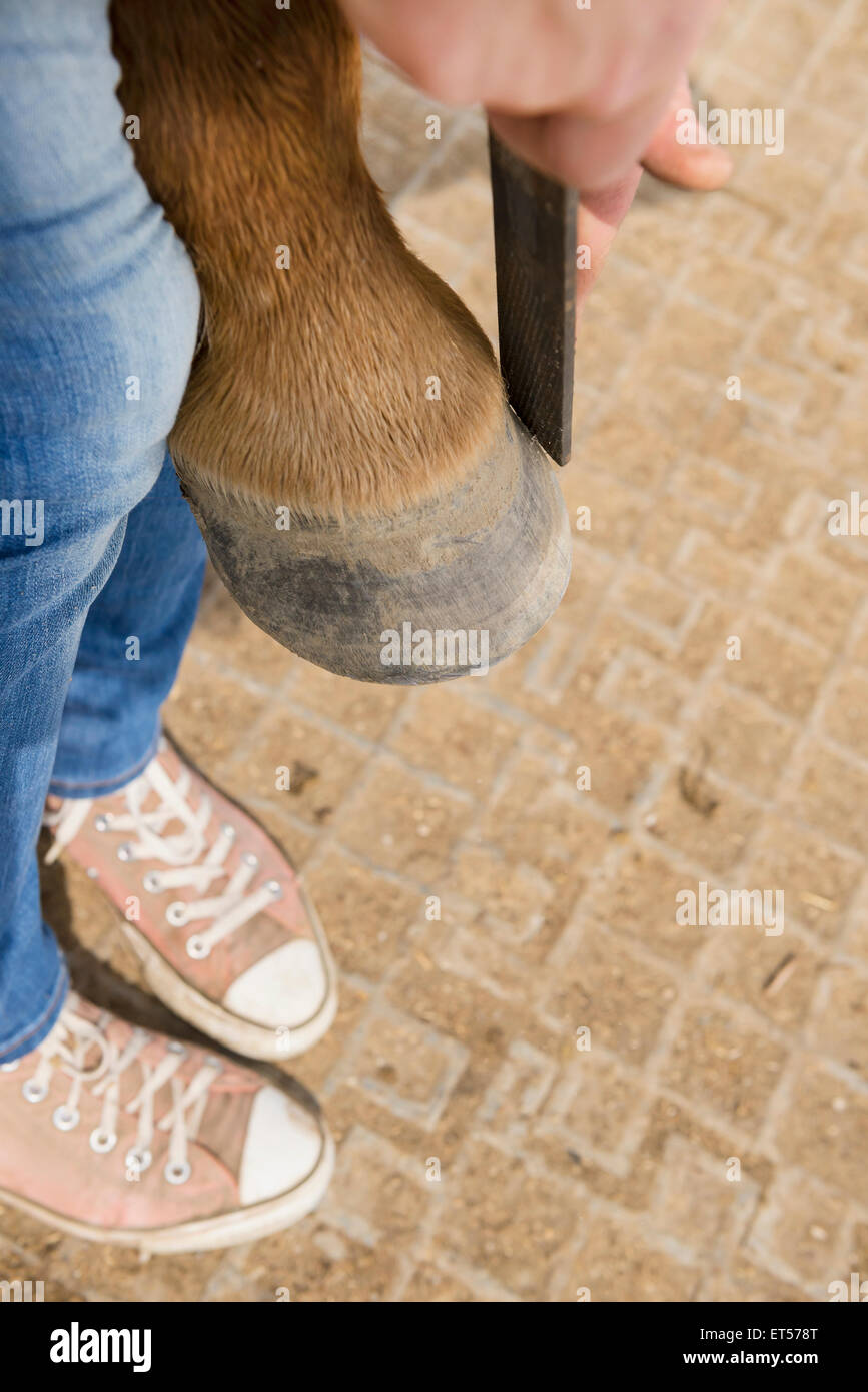 Sabot du cheval manucure Bavaria Allemagne Banque D'Images