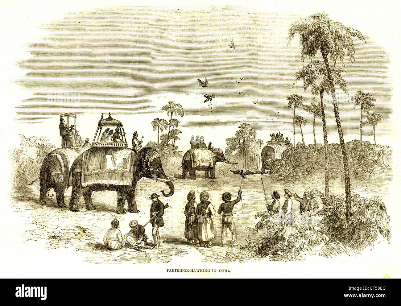 La chasse & animal vues ; Partridge hawking ; Inde ; Banque D'Images La chasse & animal vues ; Partridge hawking ; Inde ; Banque D'Images