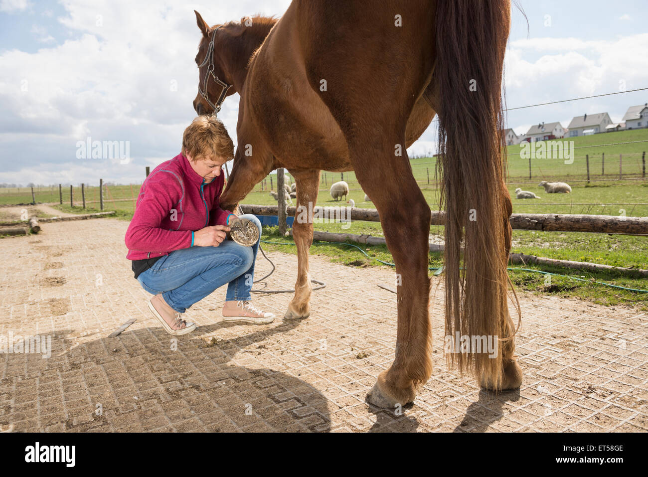 Femme en train de nettoyer le sabot du cheval Bavaria Allemagne Banque D'Images