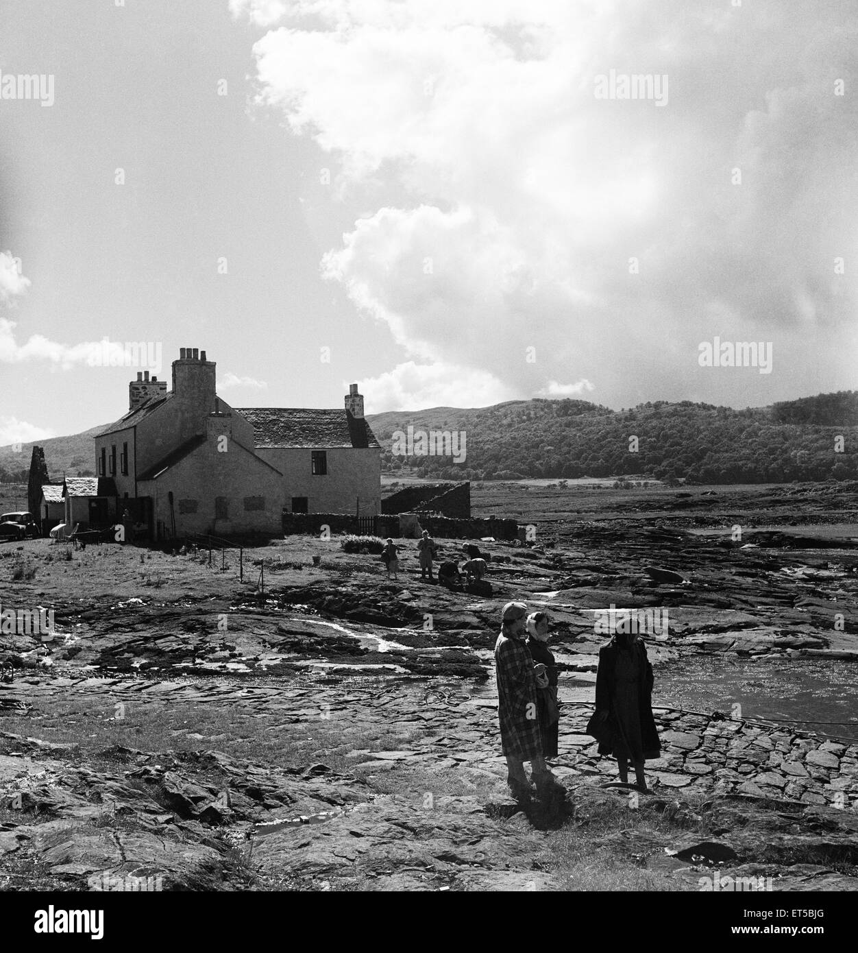 Point d'herbe, Isle of Mull, Argyll and Bute, Ecosse. 23 août 1951 L'herbe.Point, Isle of Mull, Argyll and Bute, Ecosse. 23 août 1951. Banque D'Images