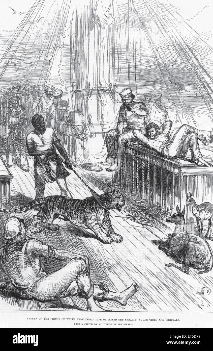 Image on tour retour du Prince de Galles de l'Inde La Vie à bord de Sérapis jeune tigre et Cheetals ; Inde Banque D'Images