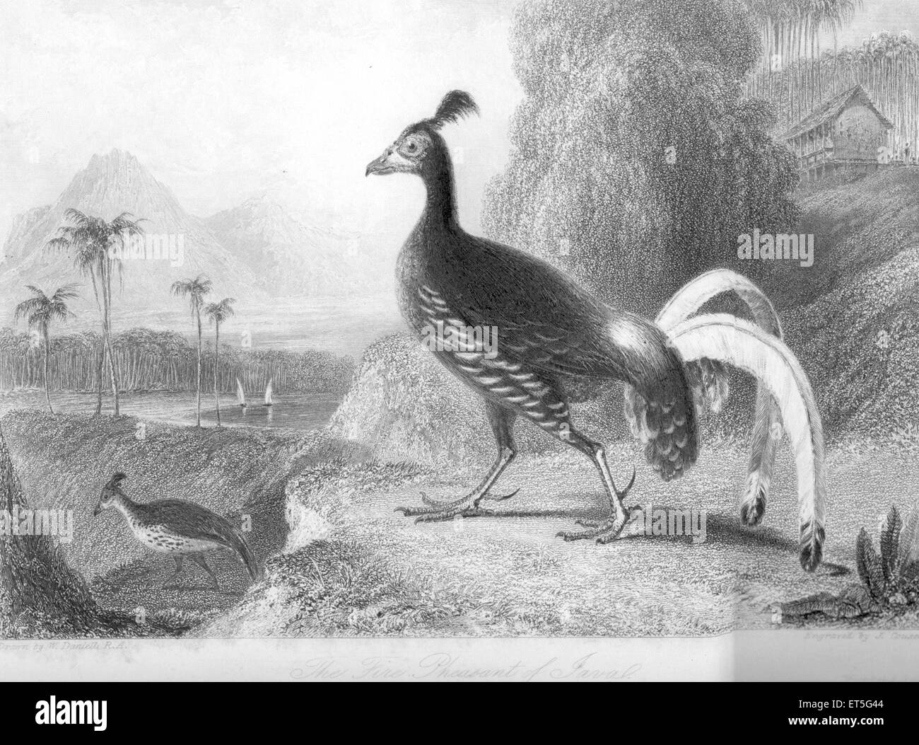 Faisan Fine de Javal ; Inde Banque D'Images