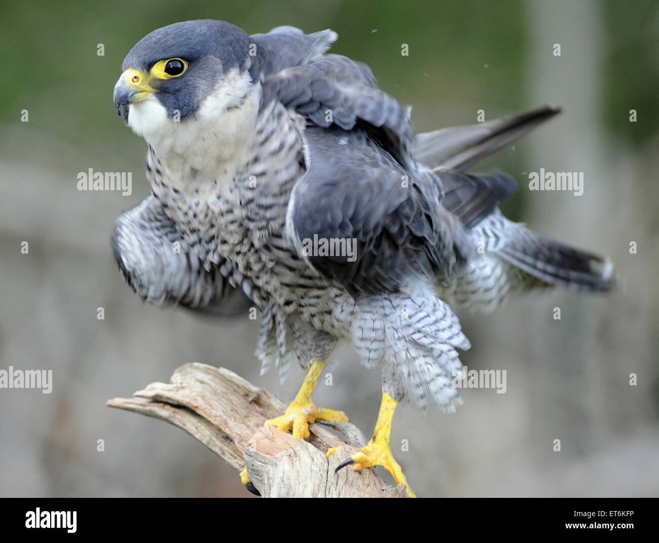 , Un faucon pèlerin (Falco peregrinus), l'un des oiseaux le plus rapide au monde Banque D'Images