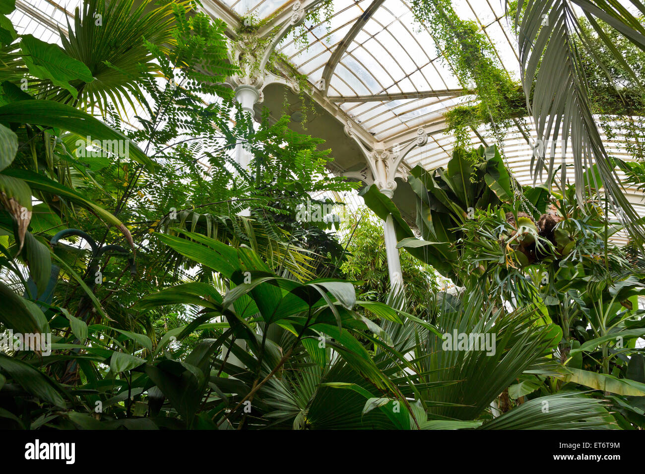 Jardins botaniques royaux de Kew, Palm House - Londres, Royaume-Uni, Europe Banque D'Images