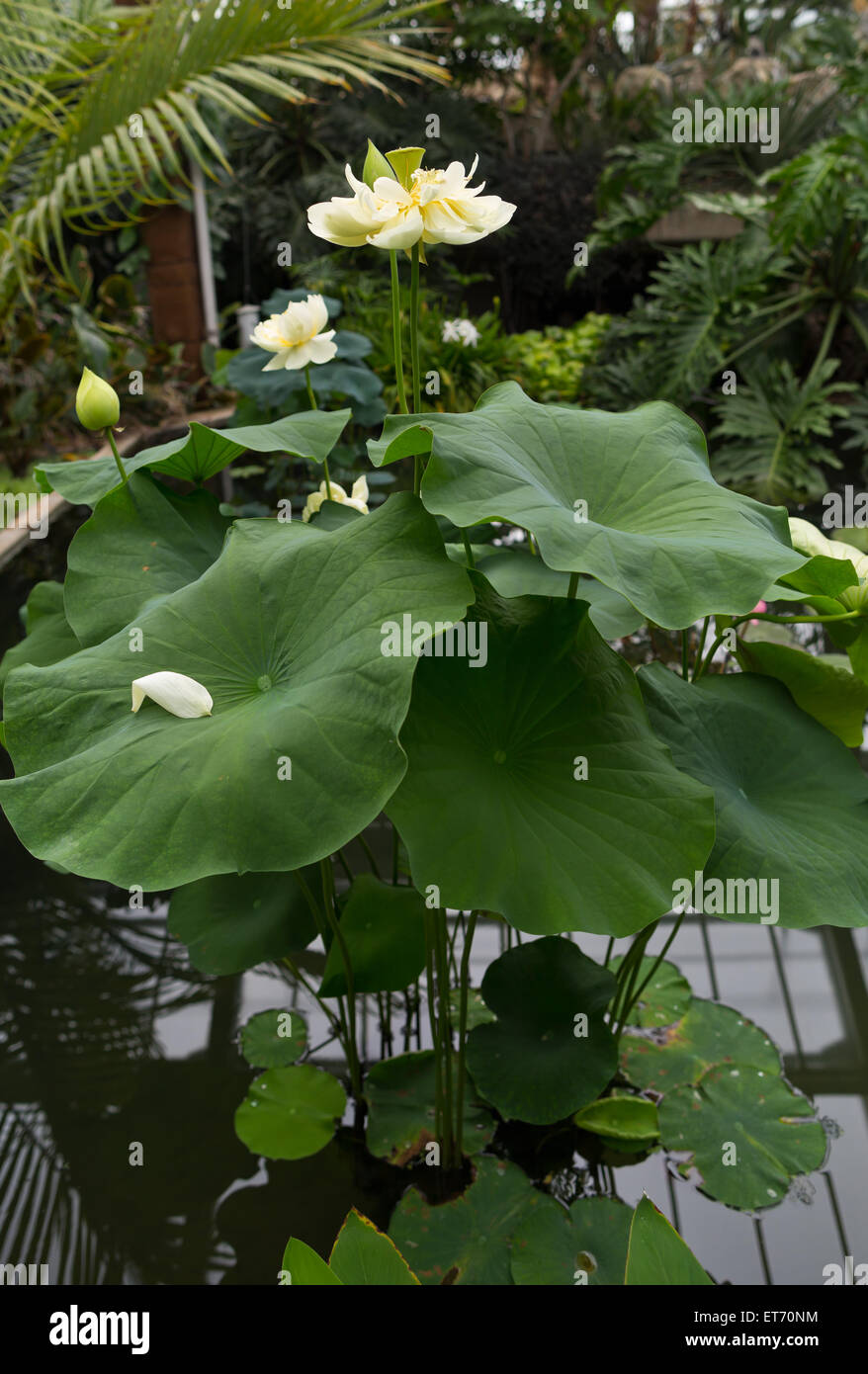 Jardins botaniques royaux de Kew, Princess of Wales conservatory, fleur de lotus - Londres, Royaume-Uni, Europe Banque D'Images