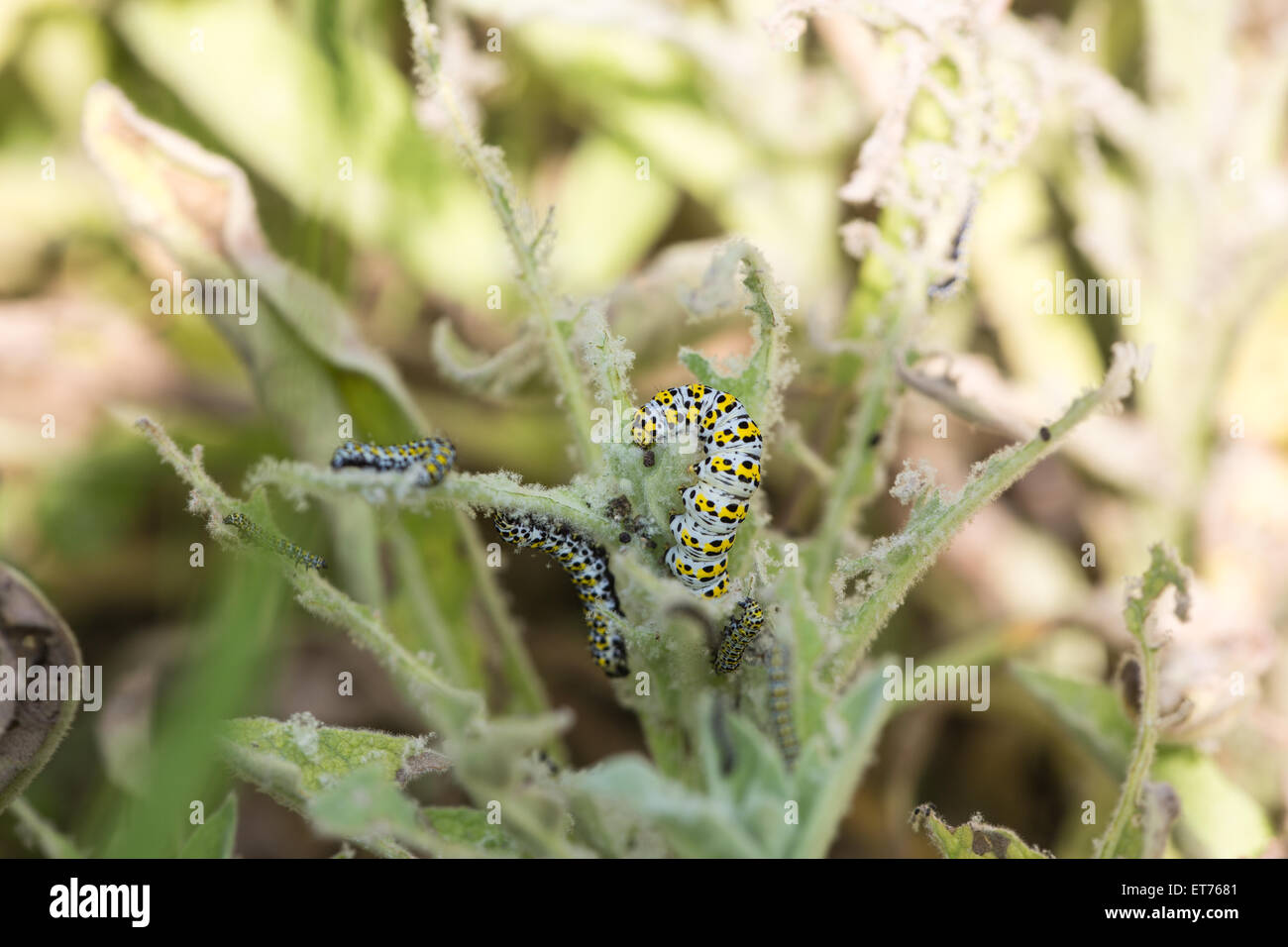 Vert Jaune avec des taches noires Mullein Moth chenilles mangeant Banque D'Images