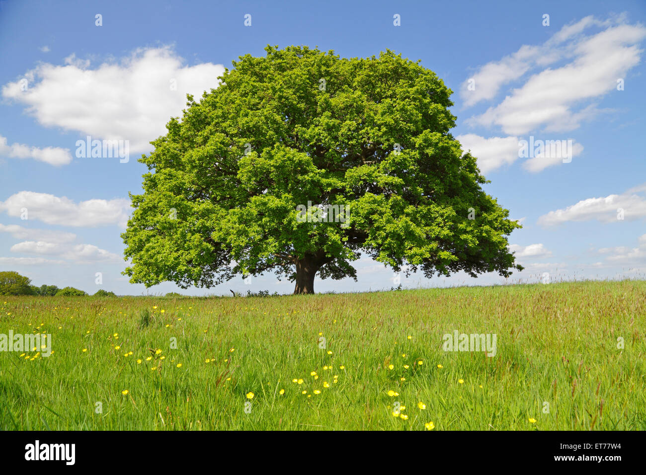 Chêne à Spring, Kent, Angleterre, Grande-Bretagne, Royaume-Uni. Quercus fagaceae. Entourée contre le ciel de Quercus robur. Chêne commun. Banque D'Images