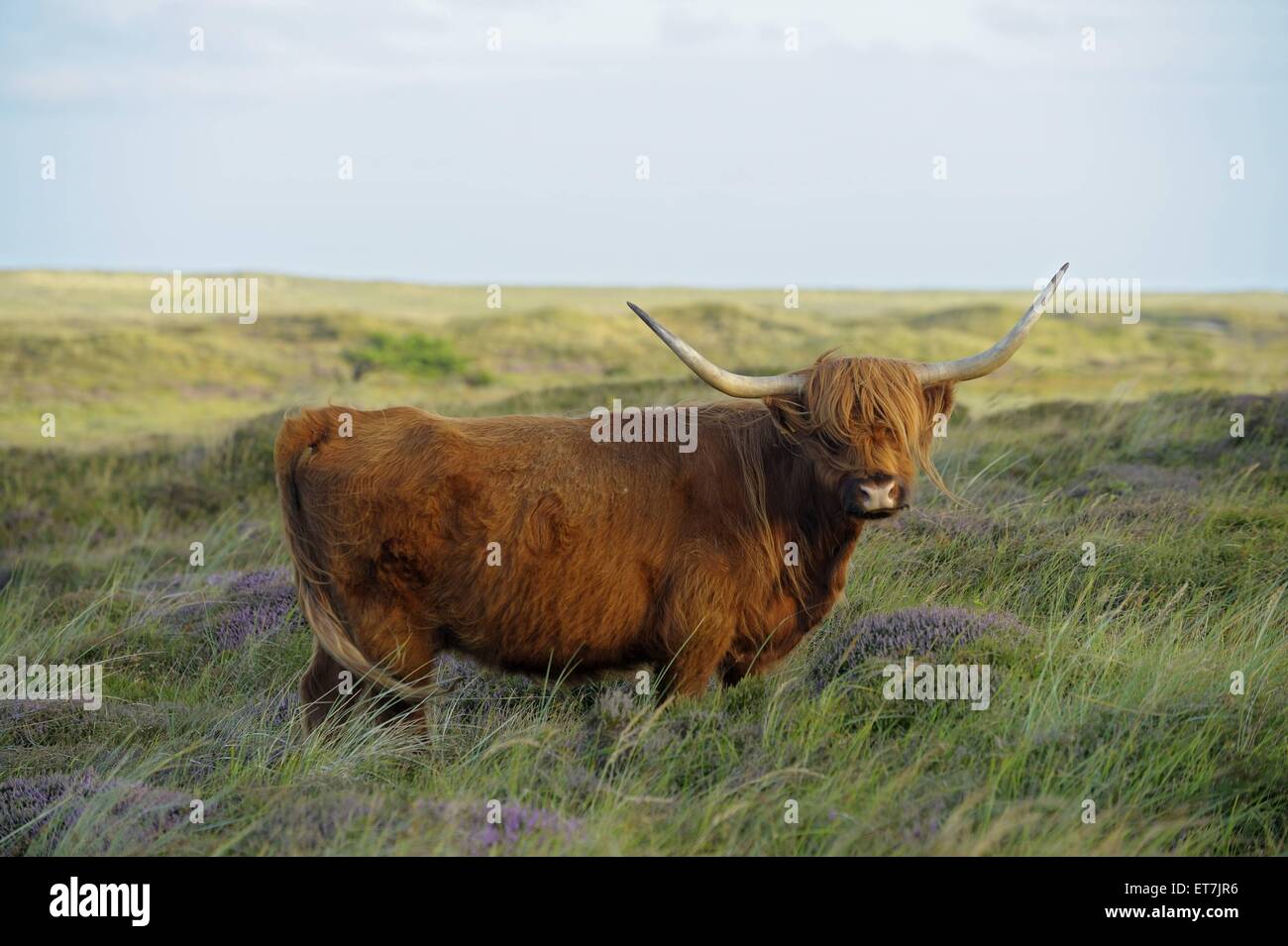 Hausrind (Bos primigenius f. taurus), Schottisches Hochlandrind steht auf Wiese, Surrey, Surrey, Texel, Nordholland | Banque D'Images