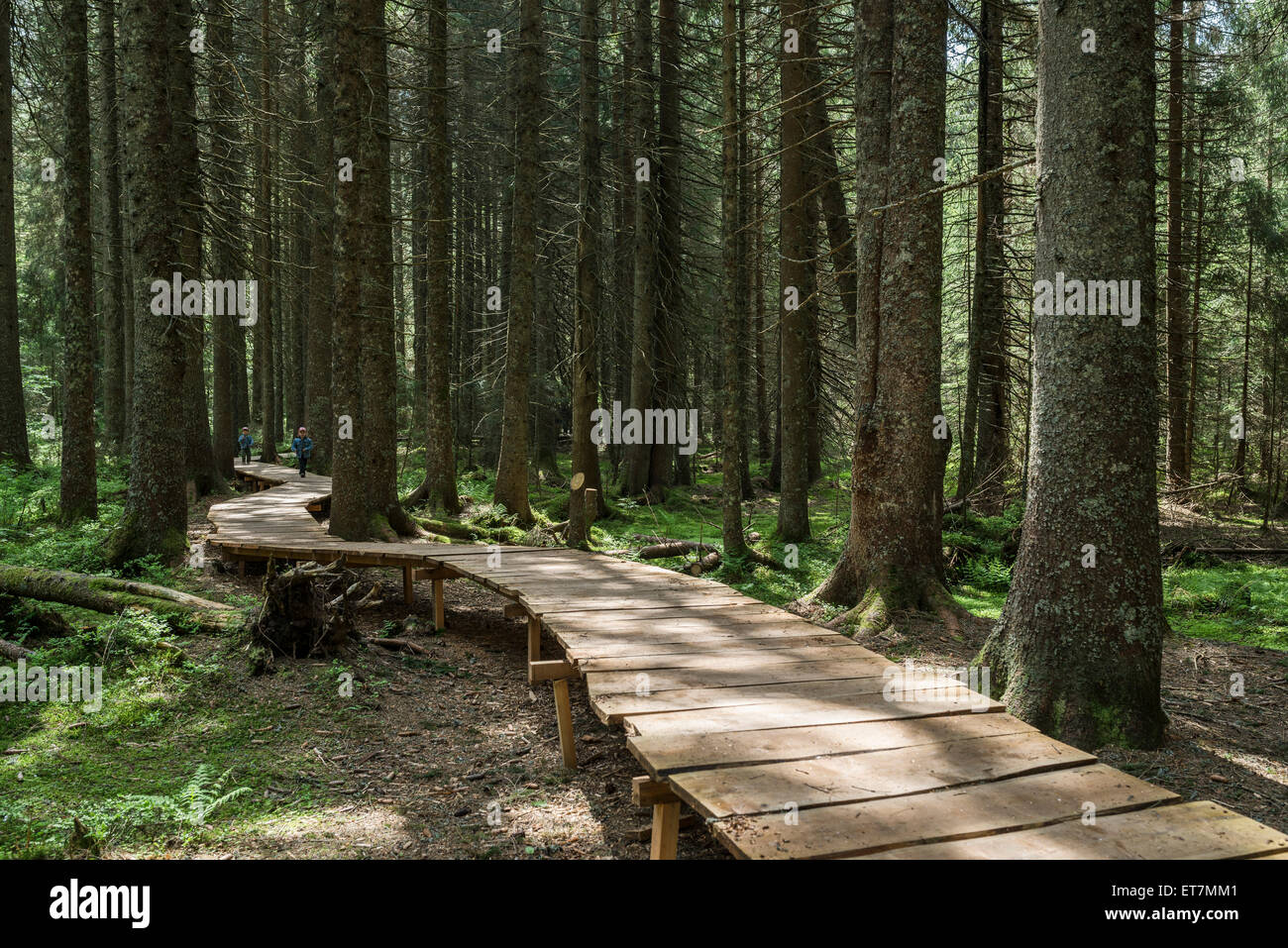 Forêt magique de chemin, par Bernaueg, Forêt-Noire, Bade-Wurtemberg, Allemagne Banque D'Images