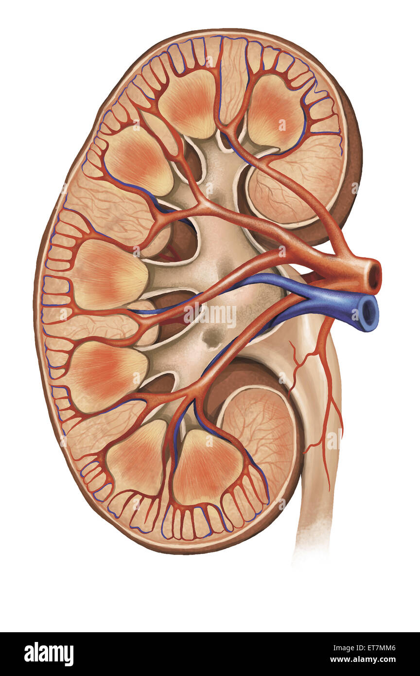Les reins, des organes humains, Banque D'Images