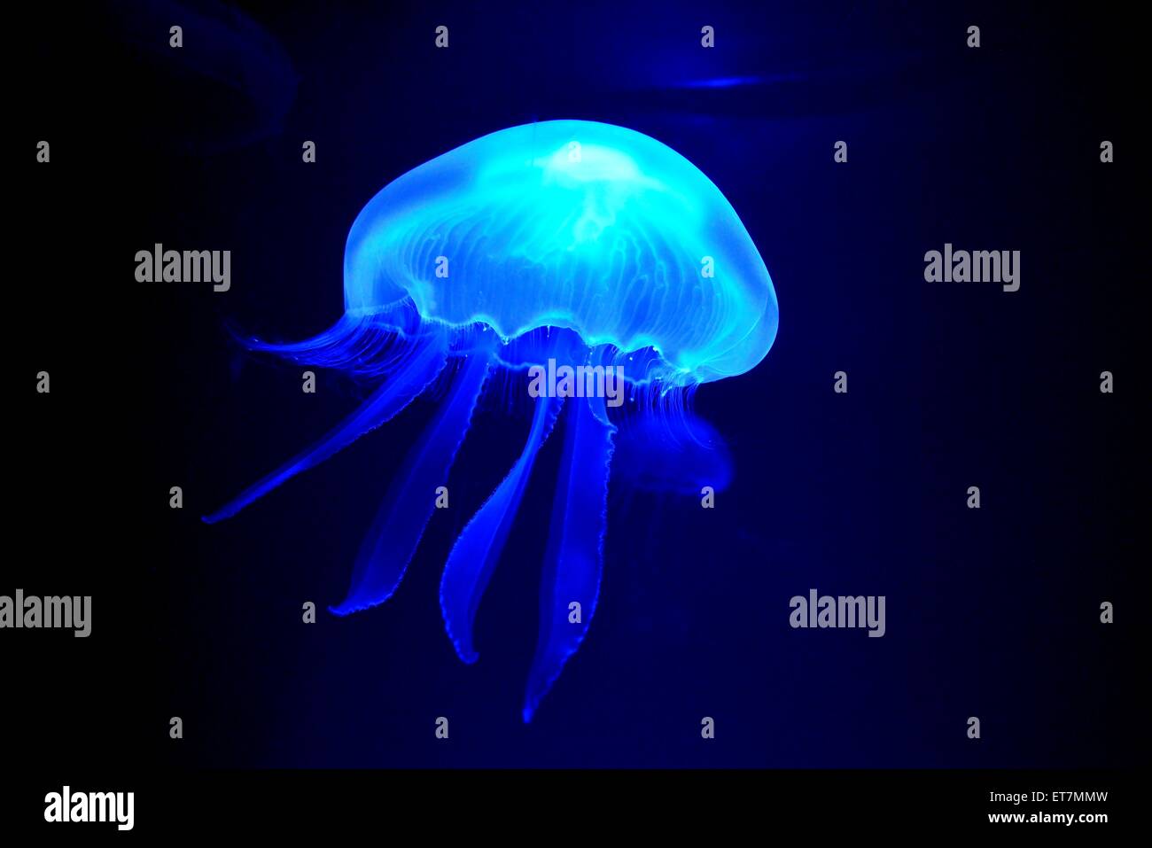 Moon Jelly (Aurelia aurita), l'Aquarium de Palma, Palma de Mallorca, Majorque, Îles Baléares, Espagne Banque D'Images