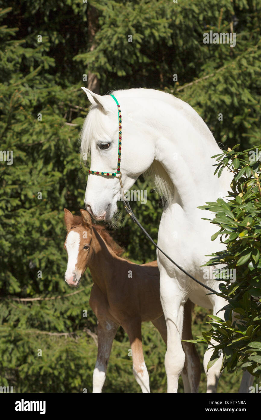 Arabian mare avec poulain blanc Banque D'Images
