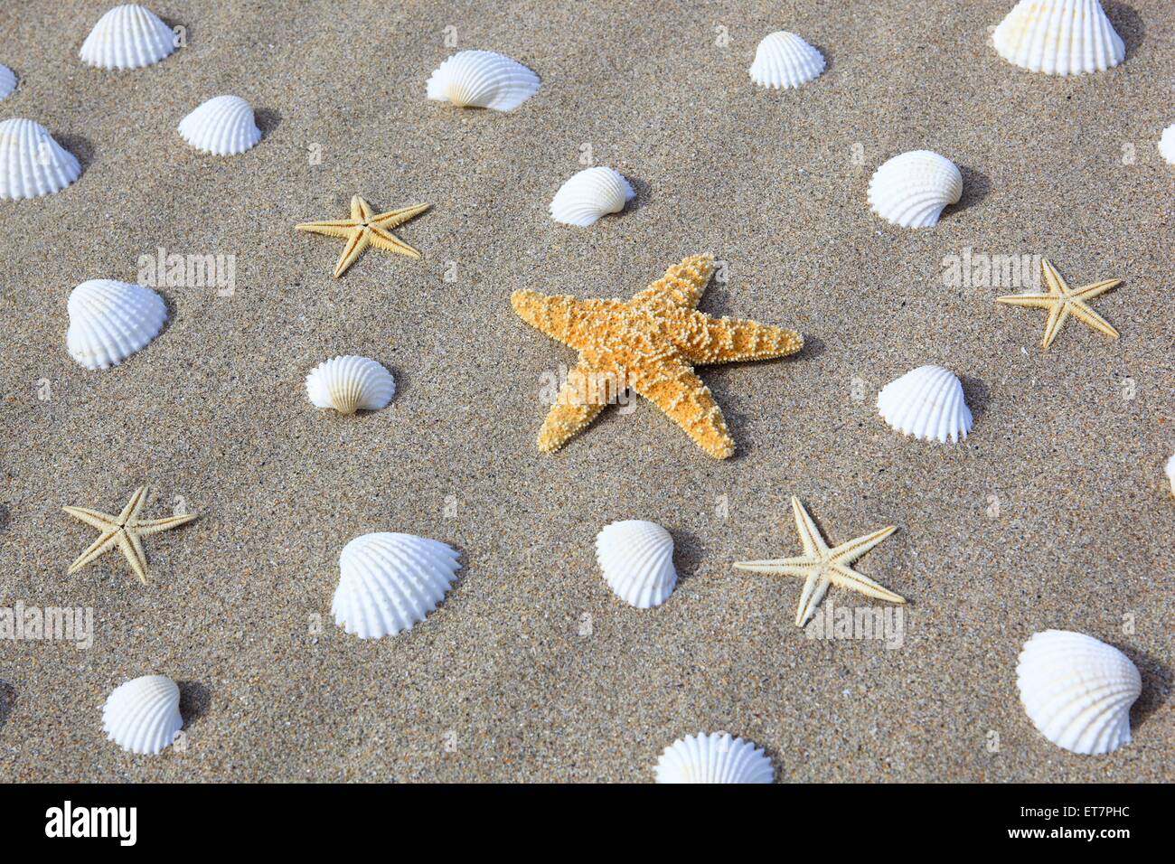 Seesterne Muscheln und im Sand, Grossbritannien Schottland | seastars, conques et sur une plage de sable, Royaume-Uni, Ecosse Banque D'Images