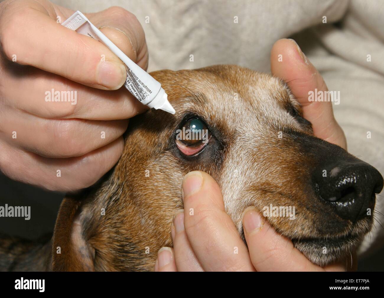 Haushund (Canis lupus f. familiaris), Alter Dackel bekommt Augenbehandlung | chien domestique (Canis lupus f. familiaris), vieille dachs Banque D'Images
