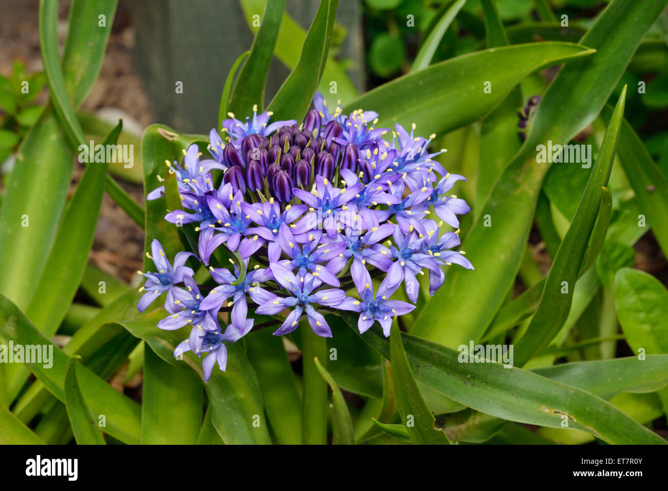 Squill Scilla peruviana portugais - Bleu Fleur de jardin Banque D'Images