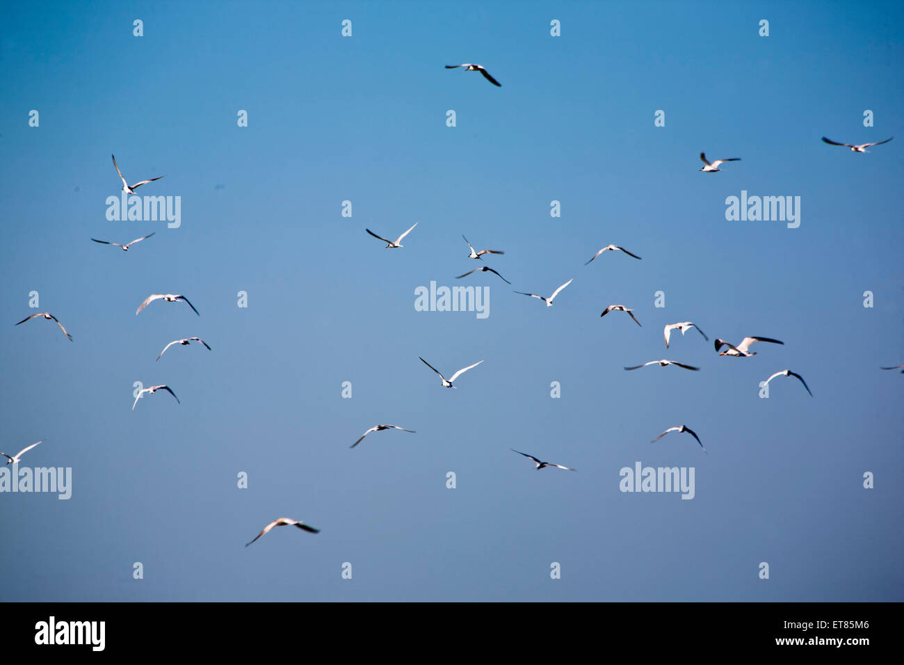 Oiseaux en vol Banque D'Images