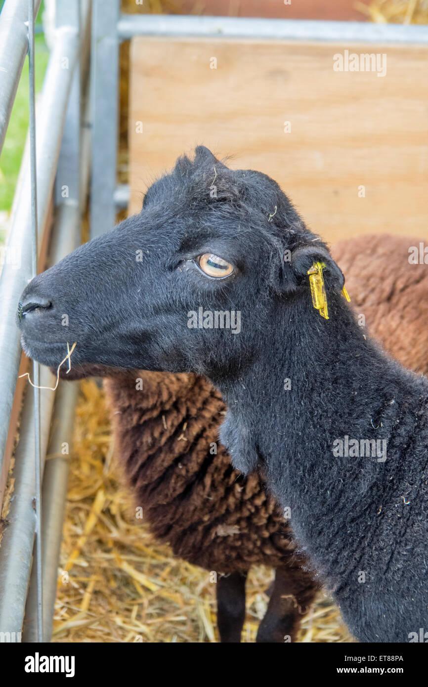 Malvern, Worcestershire, Royaume-Uni, 12 juin 2015. Minature moutons d'Ouessant au Royal trois comtés show. Ces moutons sont très petites, font d'excellents animaux de compagnie et peuvent être conservés dans un jardin arrière. Ils sont très chaleureux et sont dotées d'une personnalité. Crédit : Ian Thwaites/Alamy Live News Banque D'Images