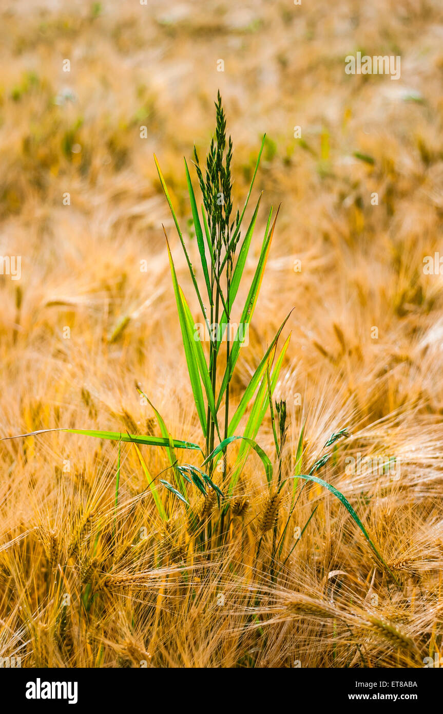 L'herbe pousse sauvage dans le champ d'orge d'hiver - France. Banque D'Images