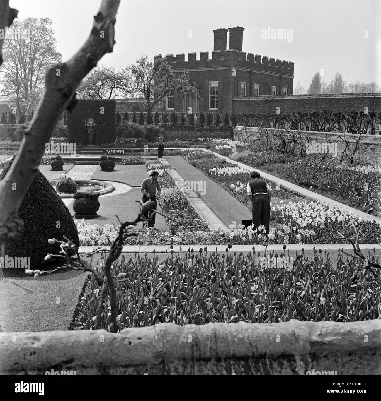 Jardiniers travaillent à Hampton Court Palace, Londres (anciennement Middlesex). Avril 1954. Banque D'Images