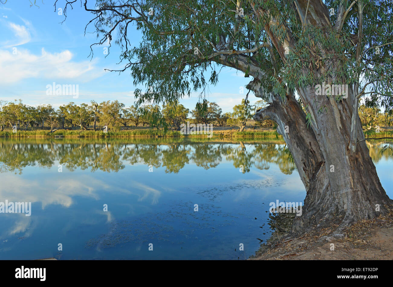 La Murray River, près de Waikerie Banque D'Images