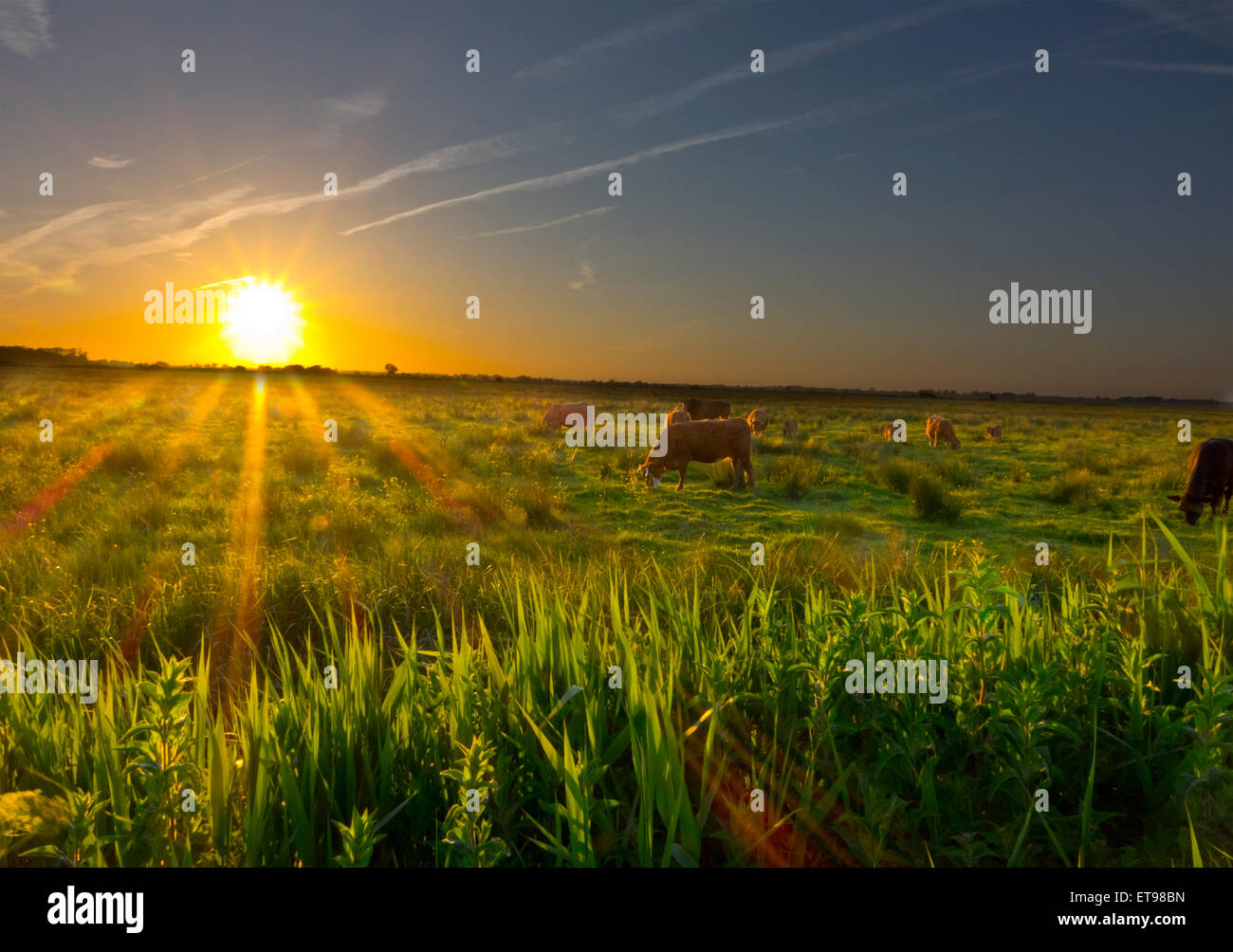 Troupeau de vaches Jersey meadow field sunset ferme Banque D'Images