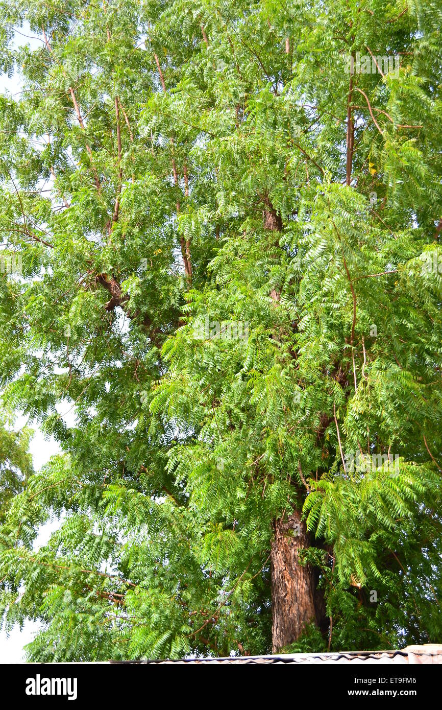 Arbre de neem dans le soleil Banque D'Images