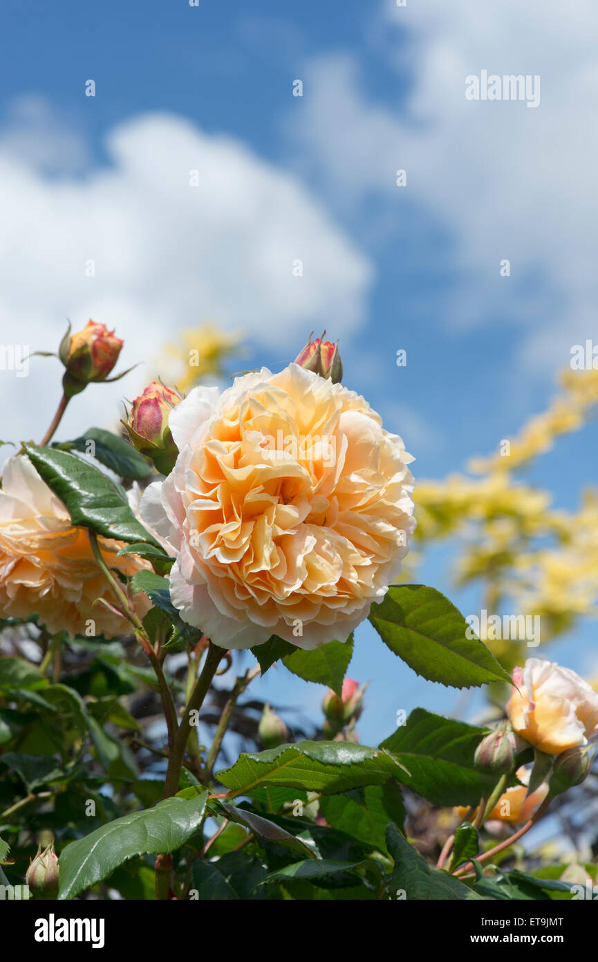 Rosa Crown Princess Margareta. Anglais rosier grimpant contre le ciel bleu Banque D'Images