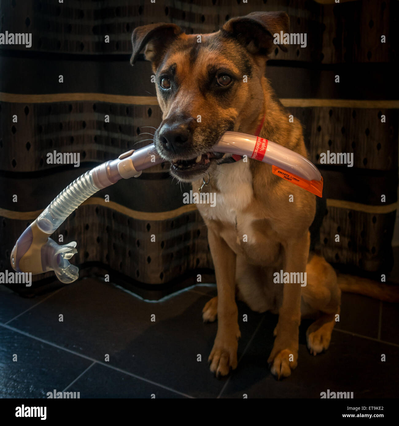 Tuba holding Dog Banque D'Images