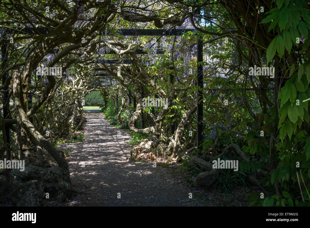La glycine de Arch, Pinces Gardens, Exeter, Devon, UK. Banque D'Images