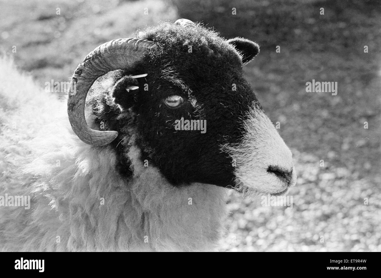 La mémoire vive (RAM) sur le Yorkshire Dales, dimanche 24 octobre 1982. Banque D'Images La mémoire vive (RAM) sur le Yorkshire Dales, dimanche 24 octobre 1982. Banque D'Images