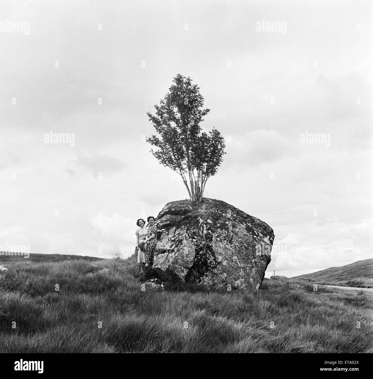 Le Rannoch Rowan Rowan, un arbre qui pousse sur un rocher géant sur le désert, en de Rannoch Moor. L'Argyll and Bute, Ecosse. 23 août 1951. Banque D'Images