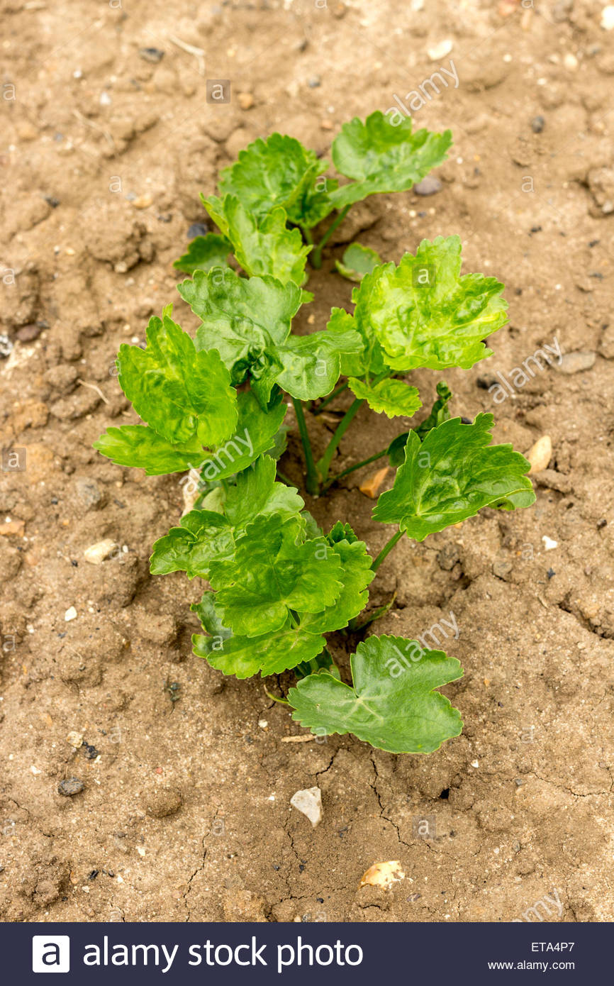 Les Semis De Panais Photo Stock Alamy